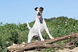 FOX TERRIER POIL LISSE 078